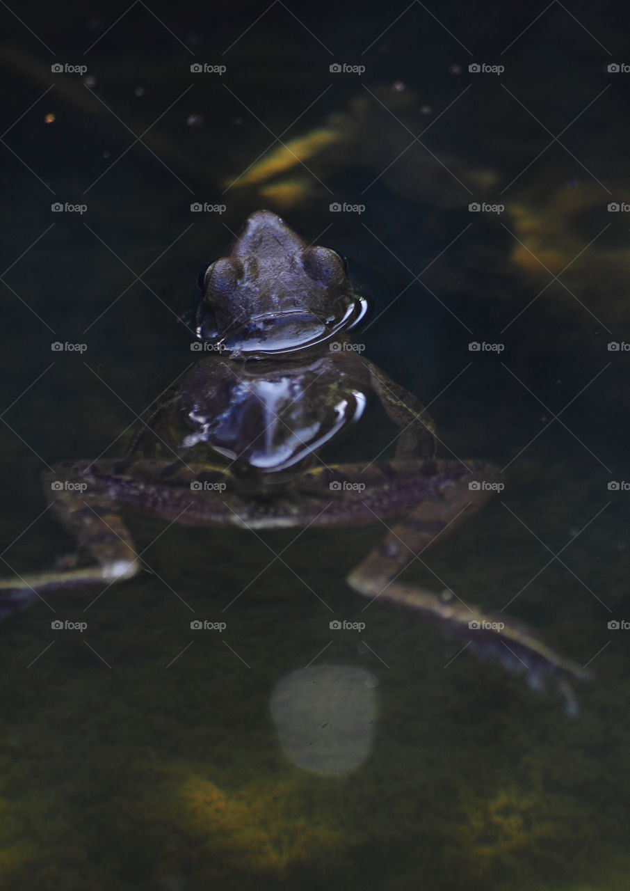 Resting on model role of female into the water. Being to do after get the stage of amplexus with several male at the breeding season of wet.