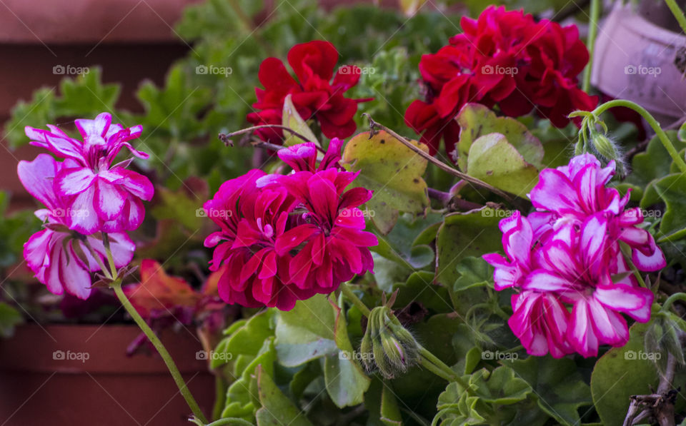 Ivy geraniums