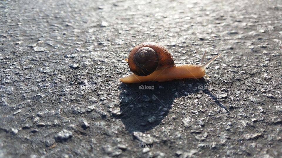 small snail on asphalt