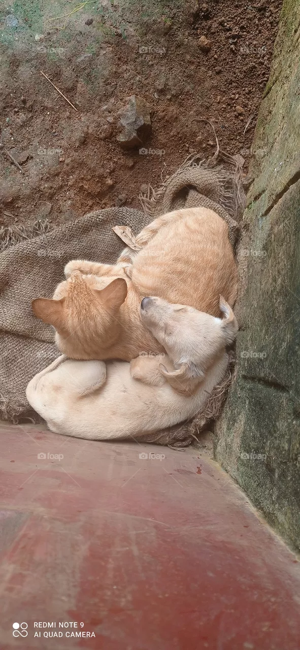 cat dog