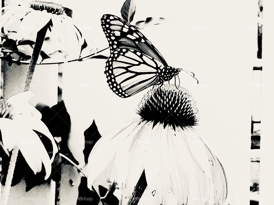 Beautiful black and white photo of monarch butterfly sitting on top of flower sipping nectar! 