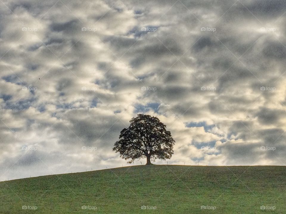 Alone one tree sky sunrise sunset authority solitude spring summer fall autumn green vibrant cloudy silhouette hill mountaintop hilltop field texture wallpaper desktop heavenly 