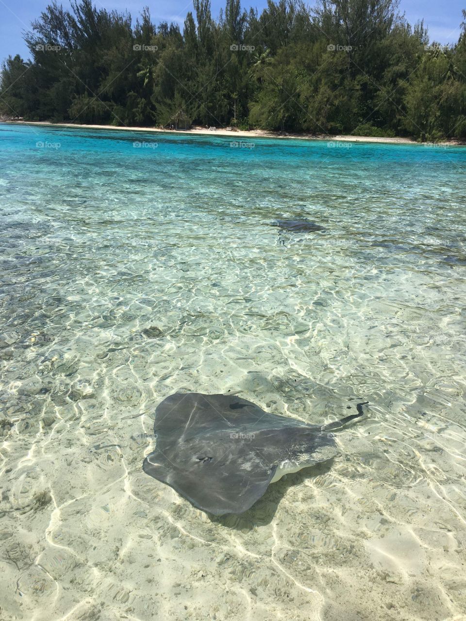 Stingray in clear water in Moorea