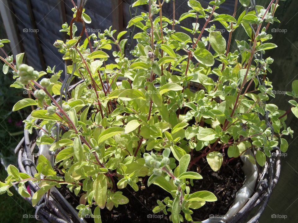 Marjoram in a basket