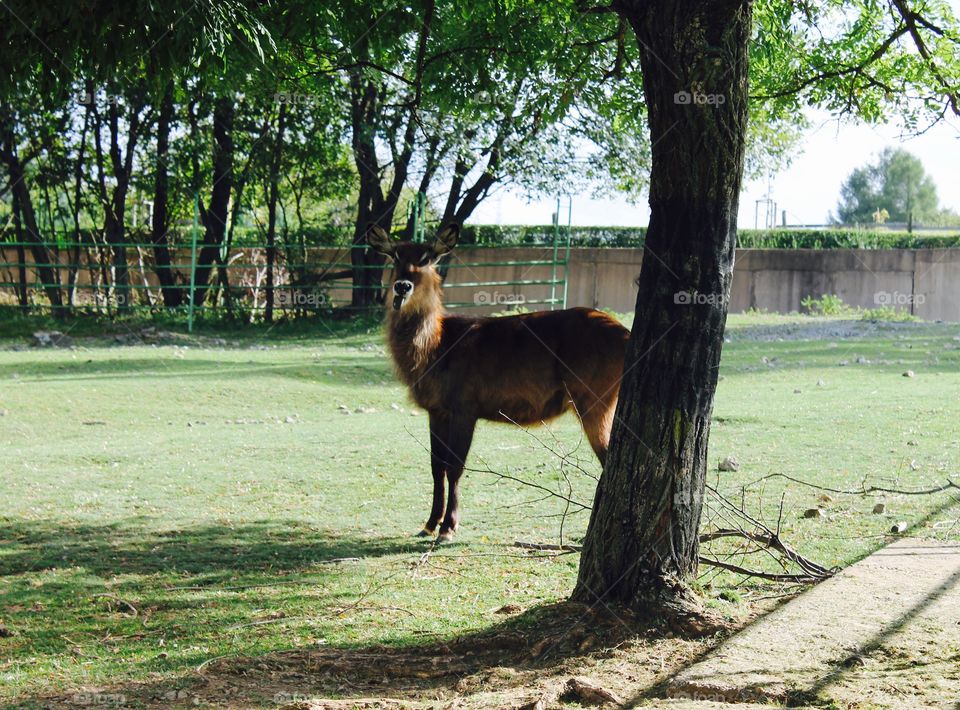 Animal. Christmas. Zoo