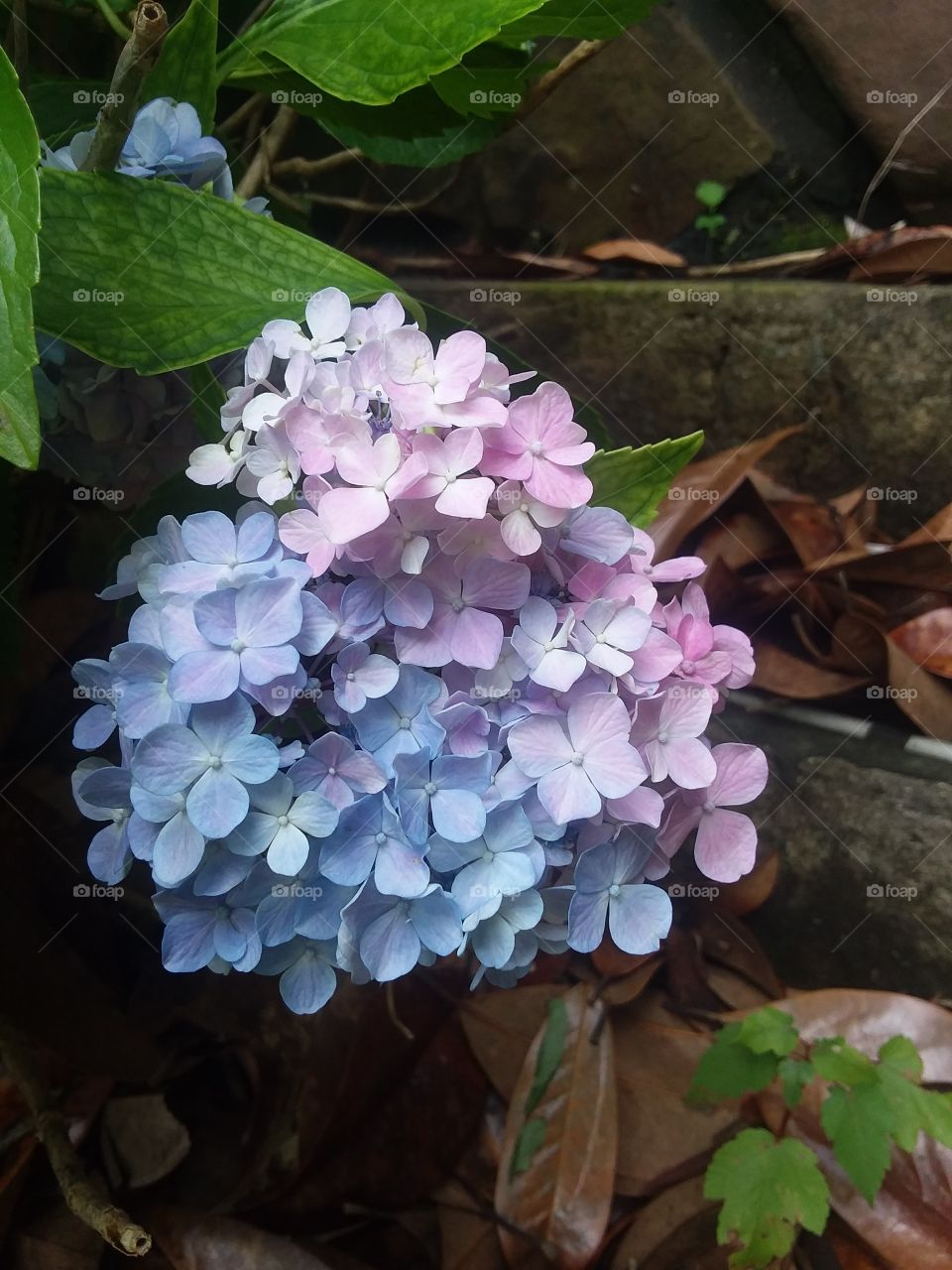Beautiful Summer Hydrangeas