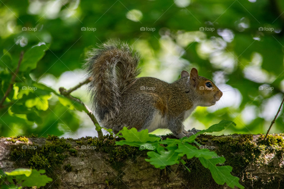 Young Grey Squirrel pup exploring tree in summer