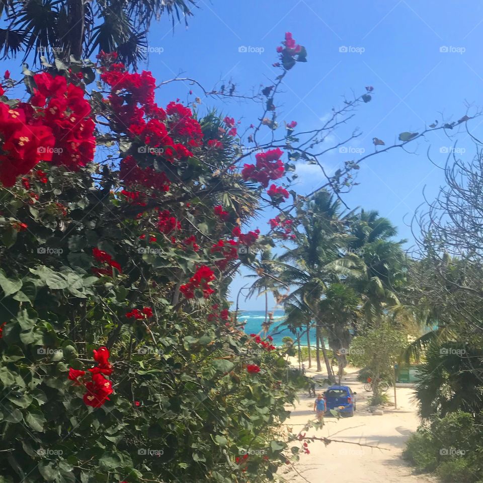 Flowers and beach