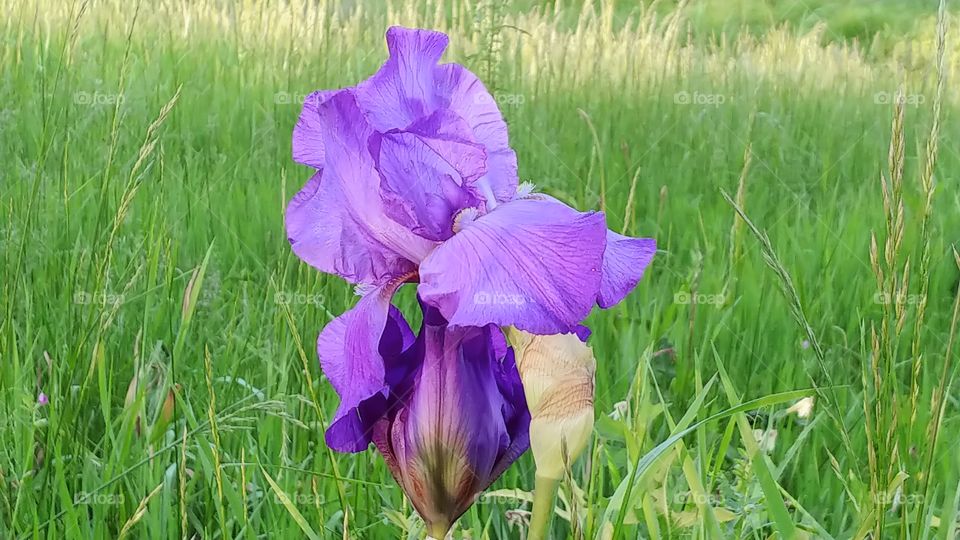 Purple Iris