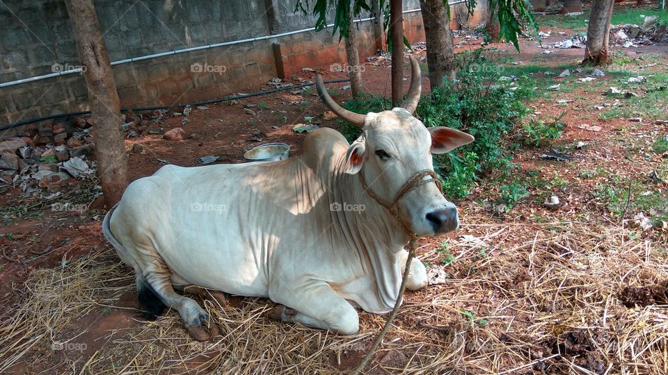 powerfull of indian bull