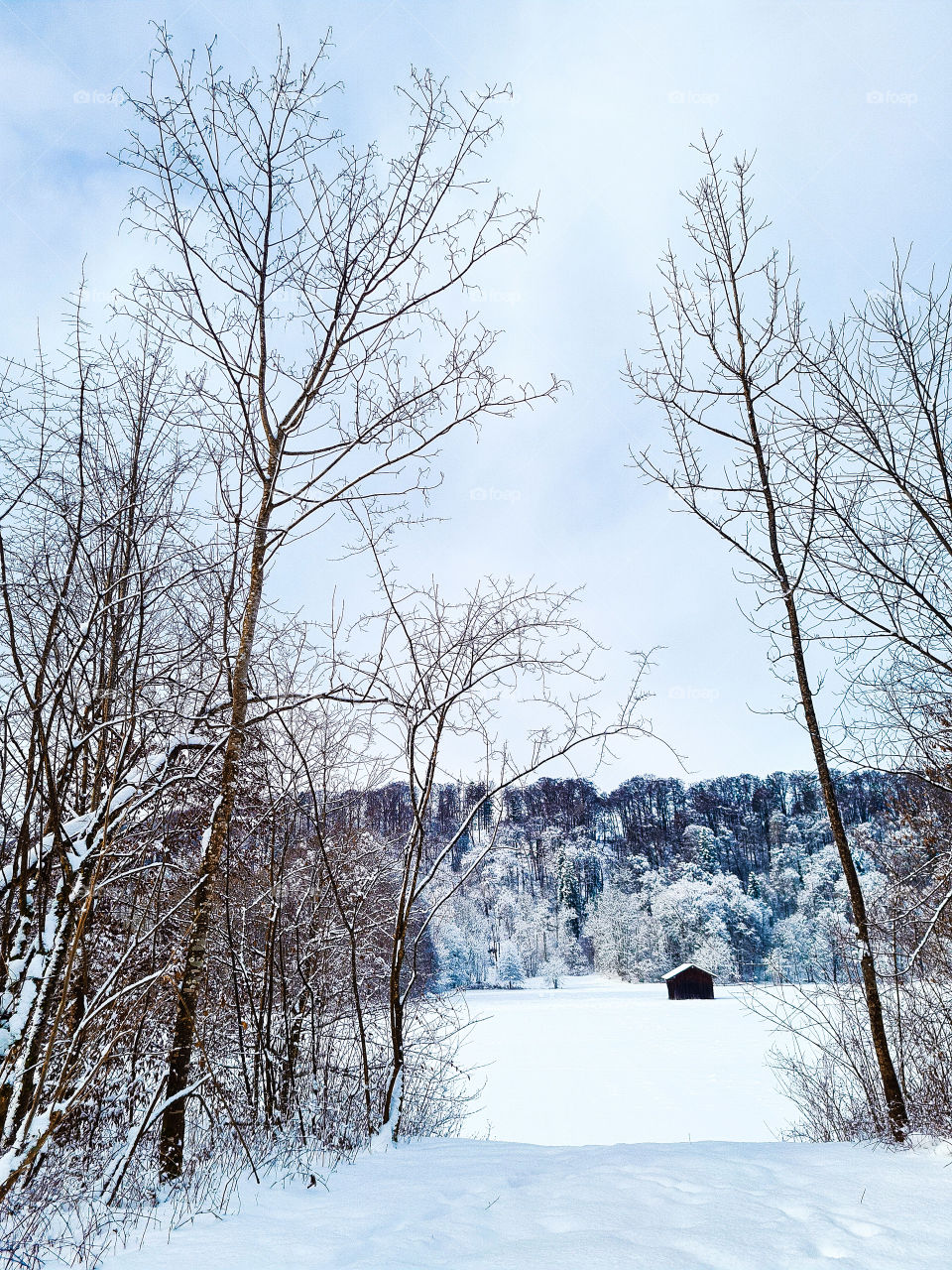 Winter nature