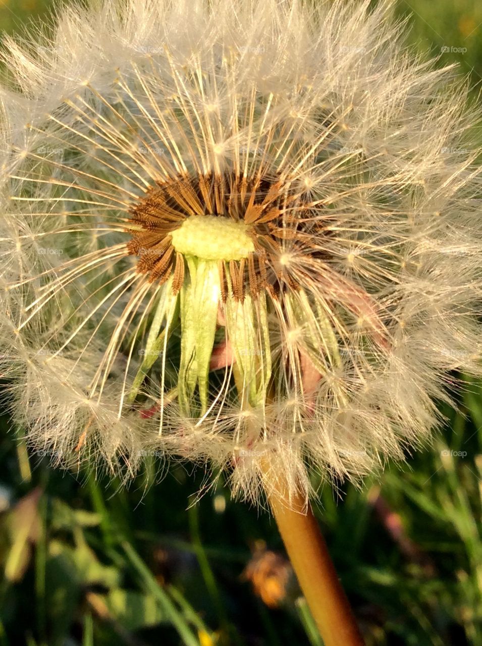 Close-up of dandelion flower