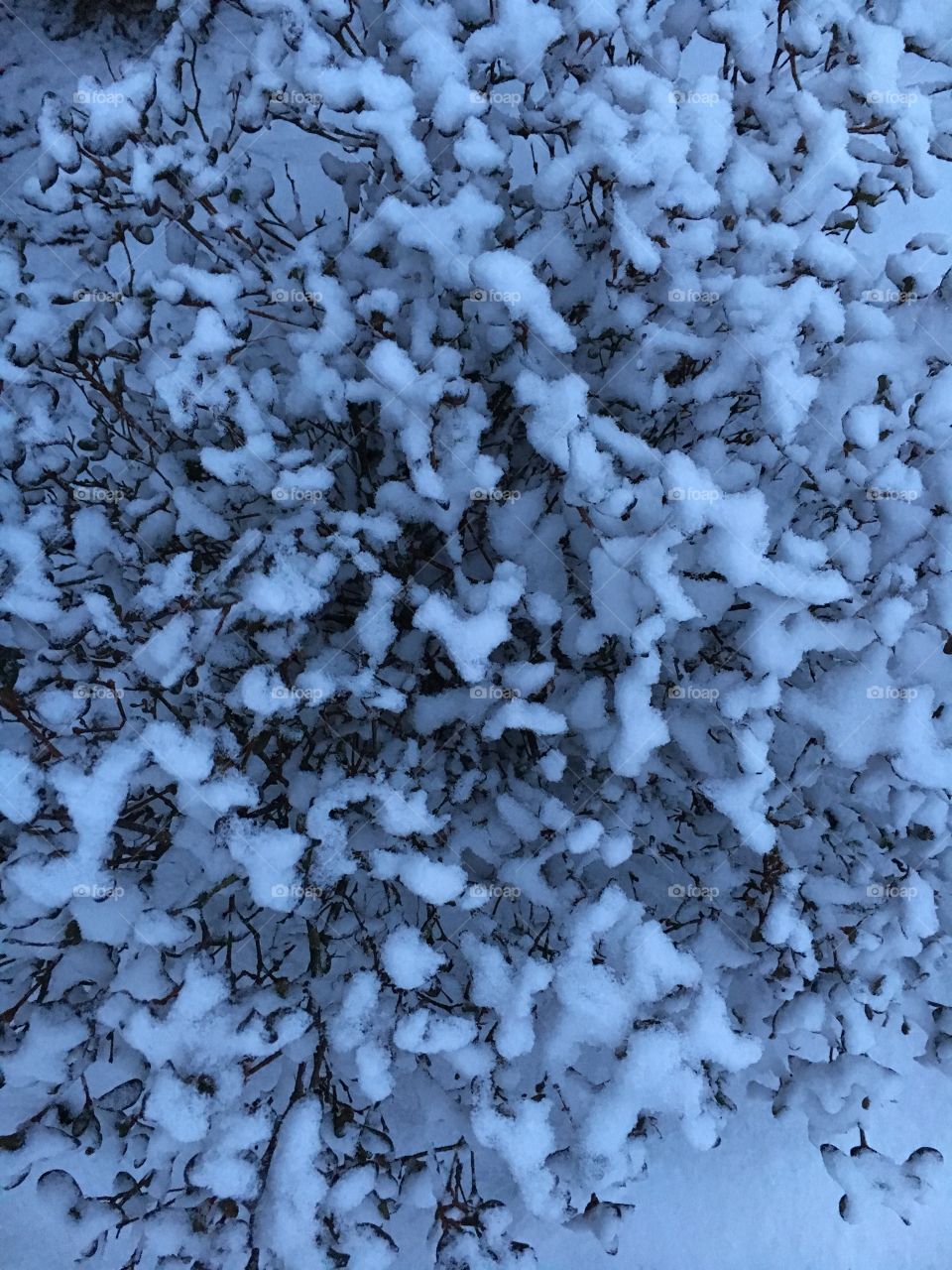 Snow in the bushes