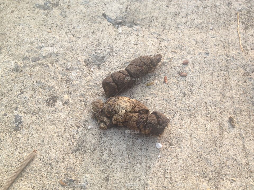 Dog poops and dog feces.