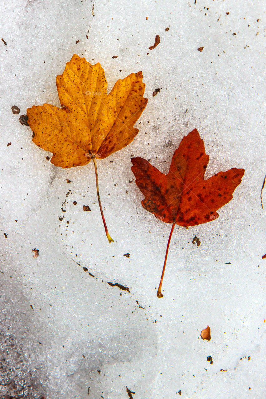 Autumn and snow
