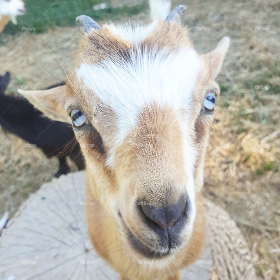 Nigerian Dwarf Goat