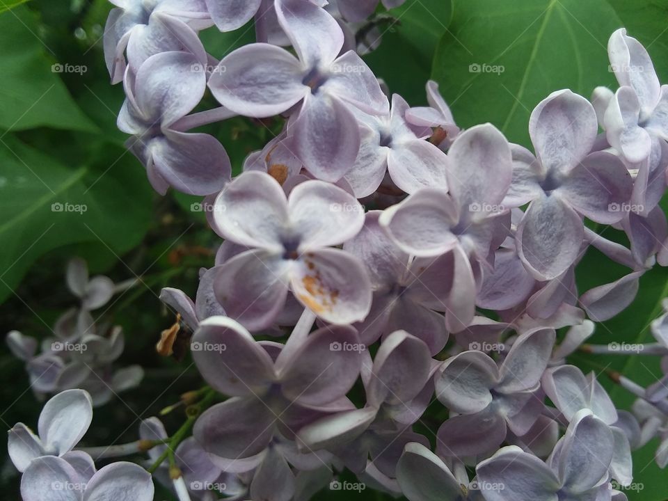 Spring Lilacs