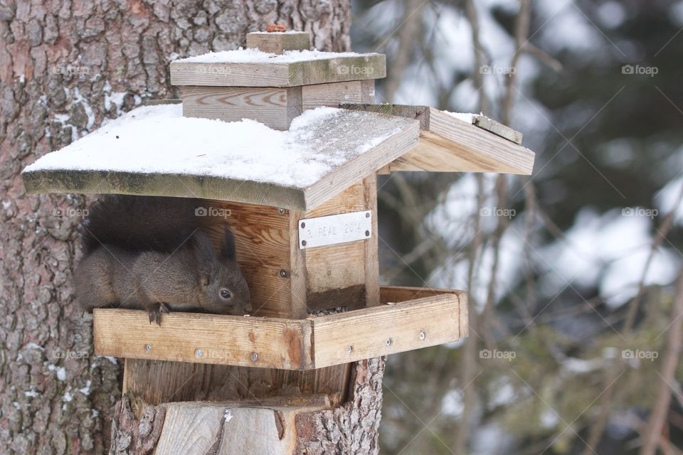 Squirrel house