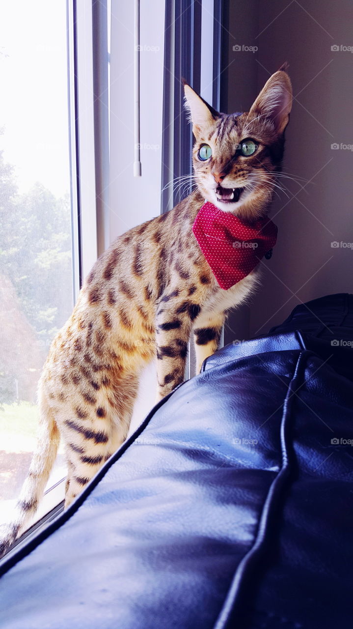 cat by the window. cat by the window