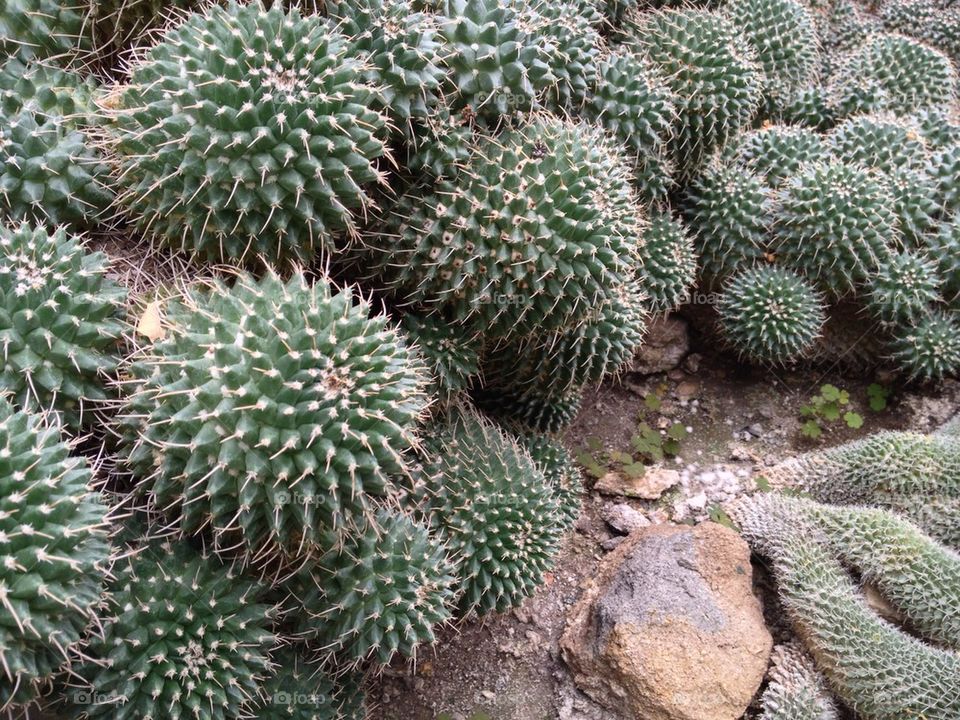 cactus