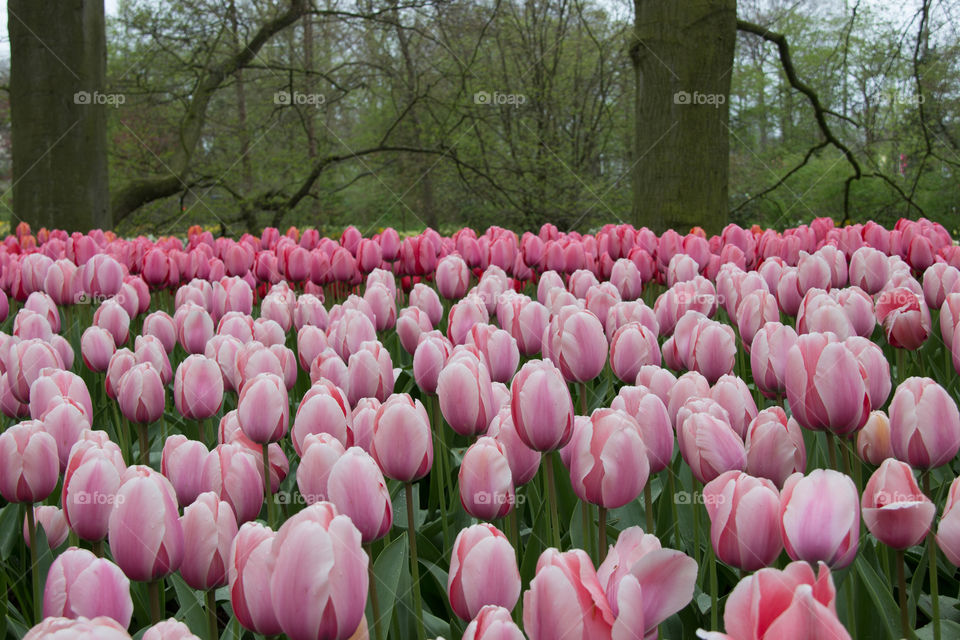 Tulips field in the forest