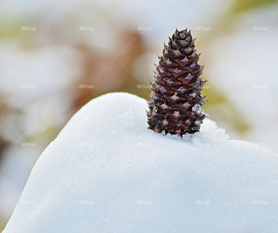 Small Pine Cone stuck in the snow