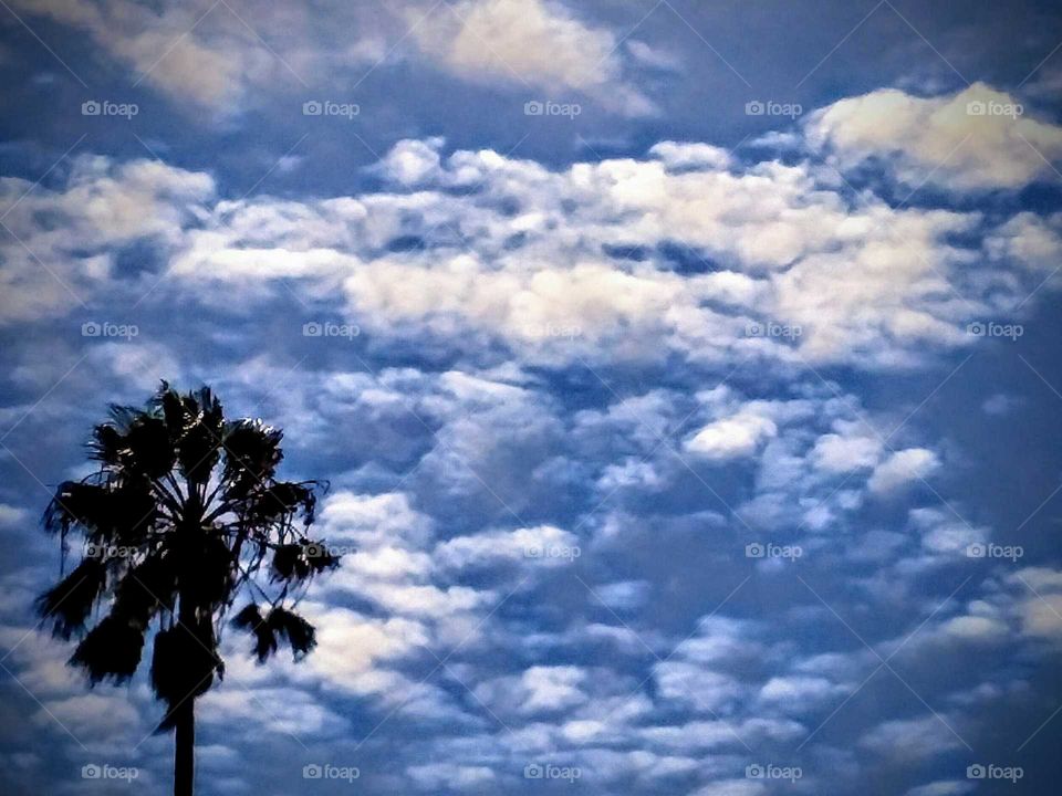 Palm Tree Cloudy Blue Sky