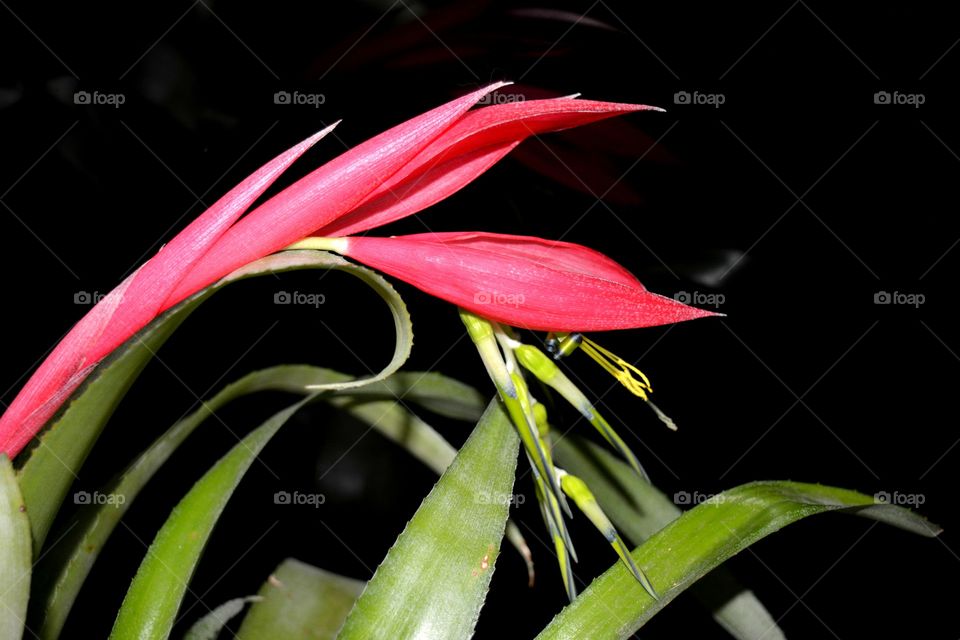 Flower, Nature, No Person, Flora, Leaf