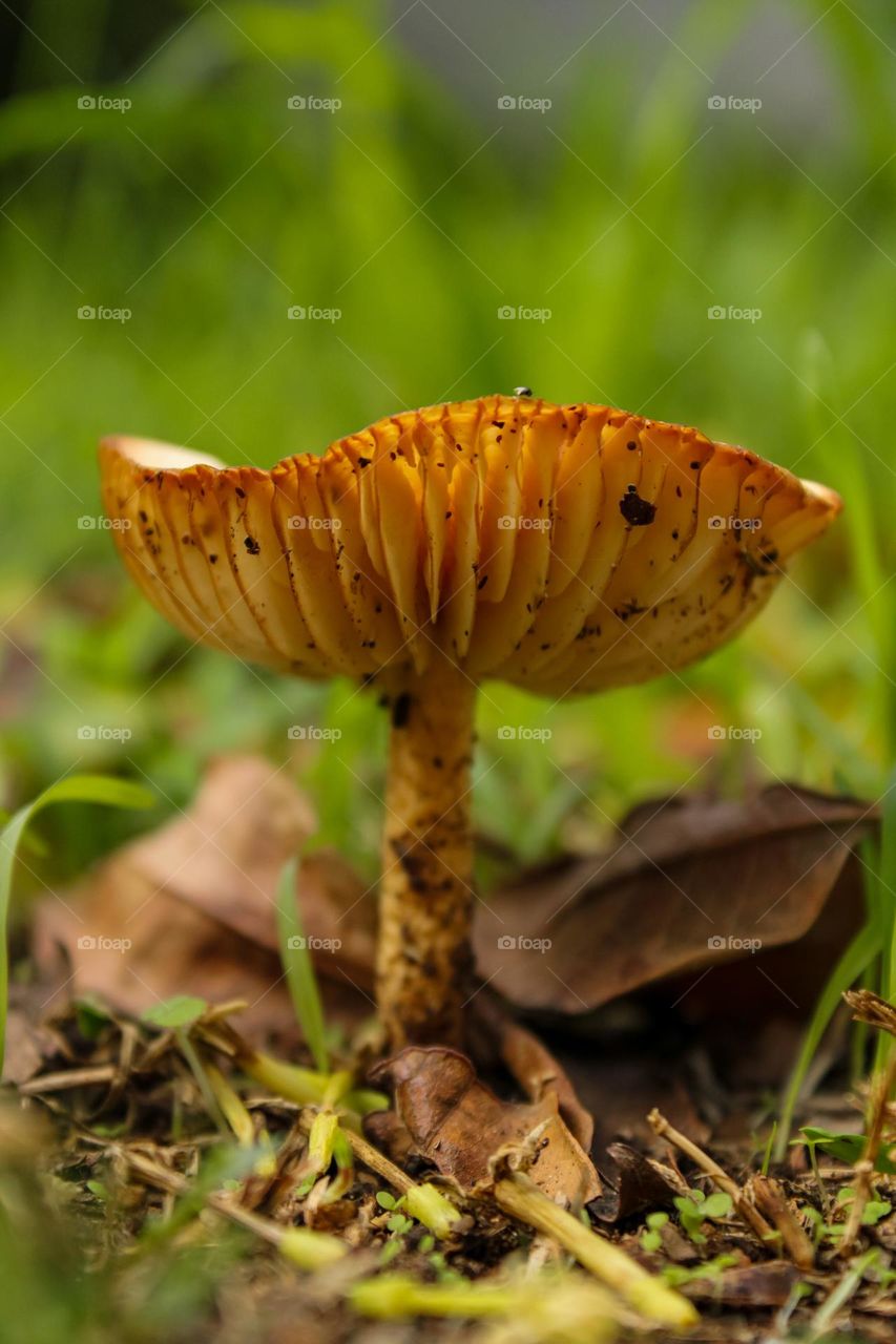 Close up of a mushroom