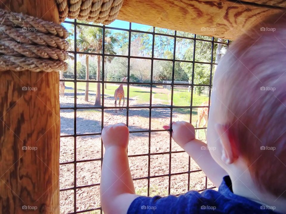 zoo day giraffe