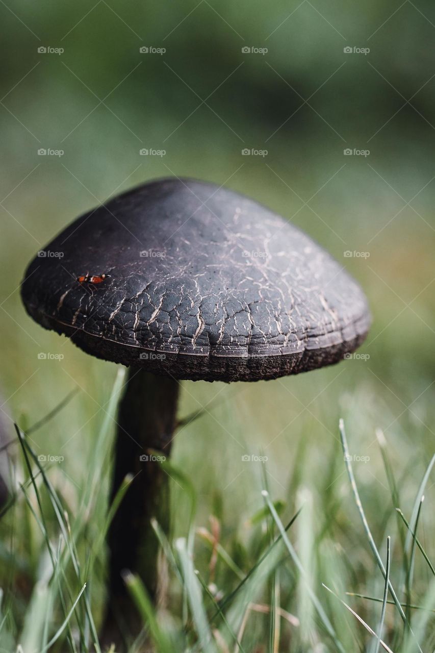 Closeup or macro of mushroom
