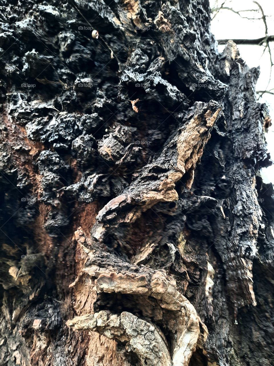 color black - black bark of an old  tree in winter