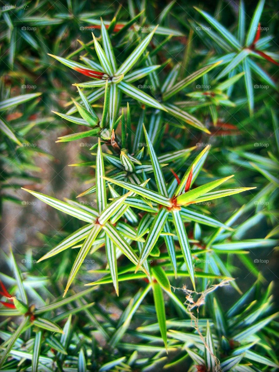 Amazing flower blossom close up background summer feeling holidays Crete Island Greece nature therapy full on colours
