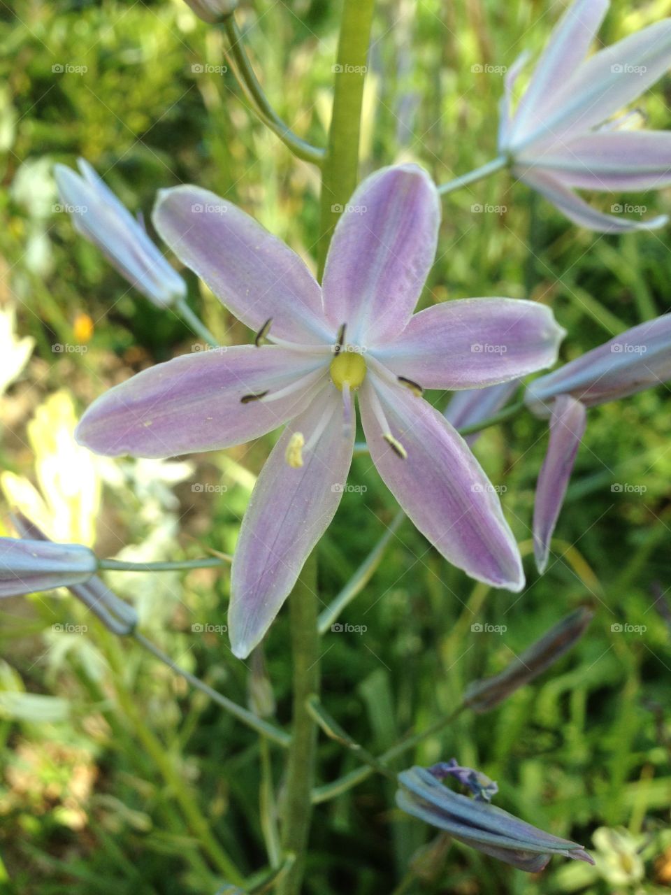 Star flower