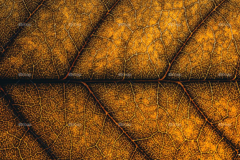 Dry yellow leaf macro texture.  natural background
