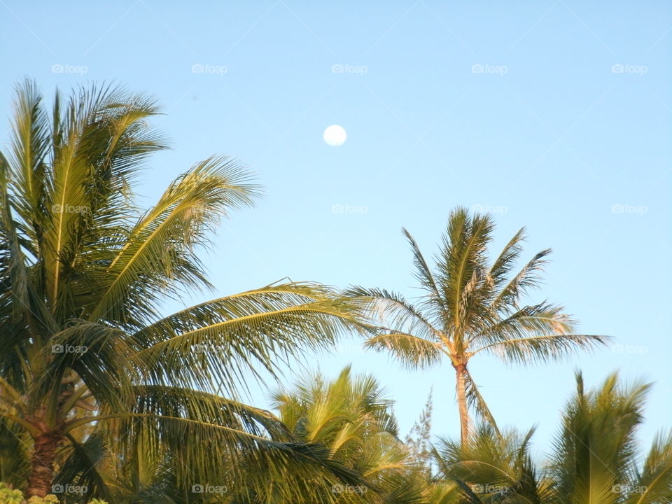 Hawaii moon