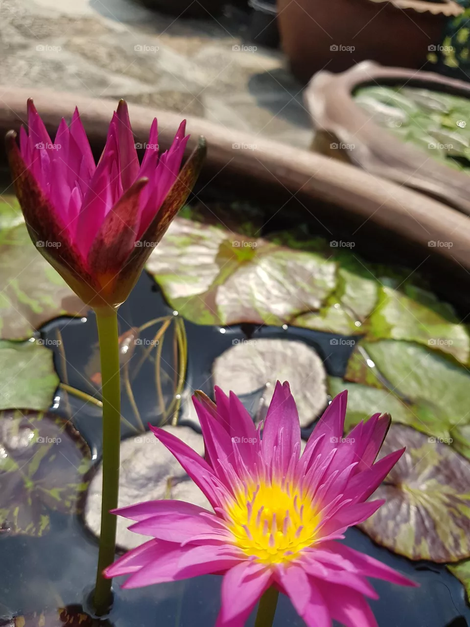 Lotus flower in the garden
