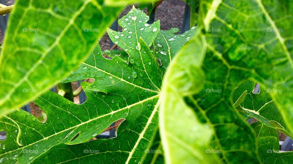 Papaya leaf. A simple plant can be very beautiful 