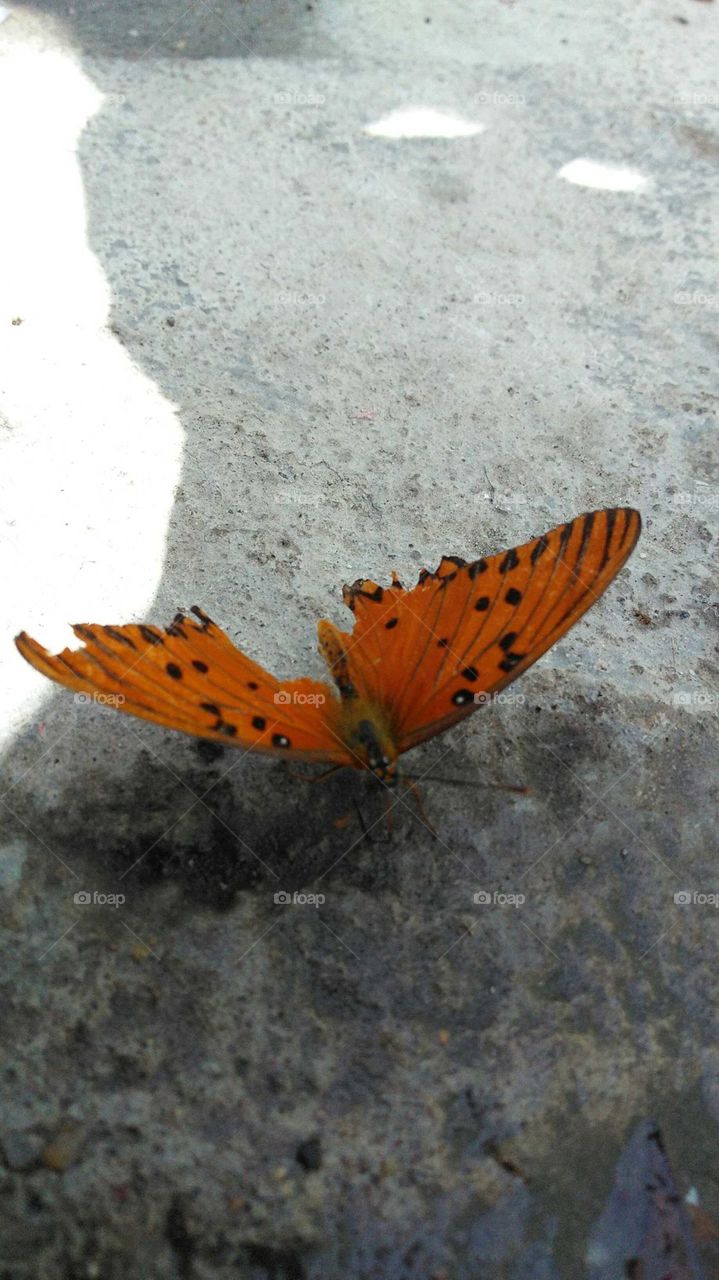 Broken wing butterfly
