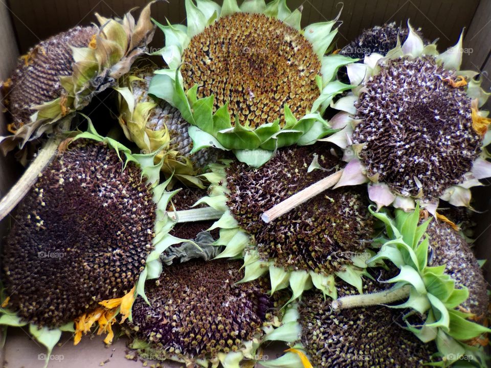 Sunflower Heads