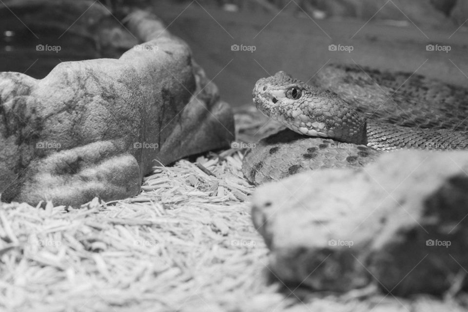 snake in terrarium
