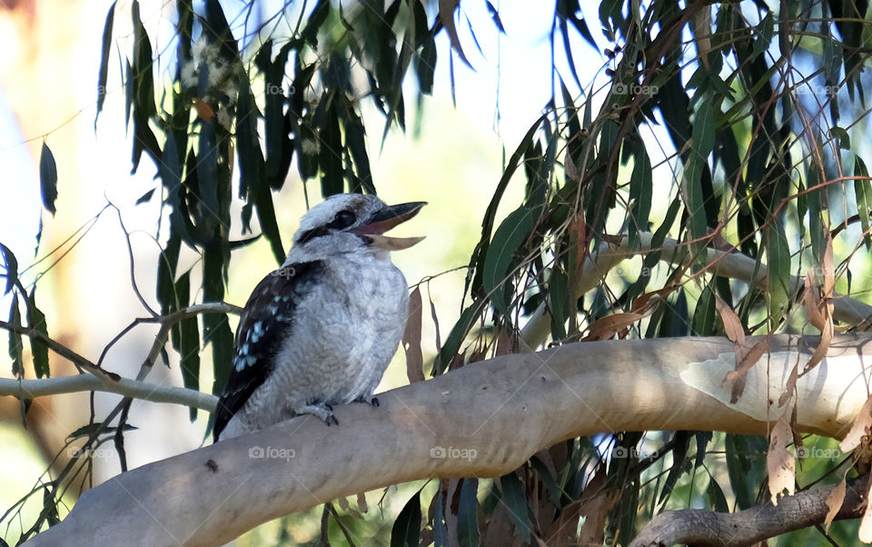 Kookaburras are terrestrial tree kingfishers of the genus Dacelo native to Australia and New Guinea, which grow to between 28 and 42 centimetres in length and weigh around 300 grams