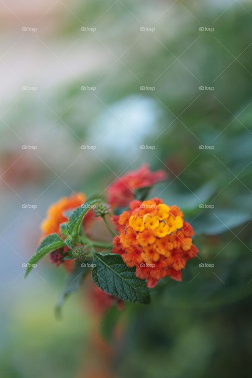 Lantana flowers on blurry background