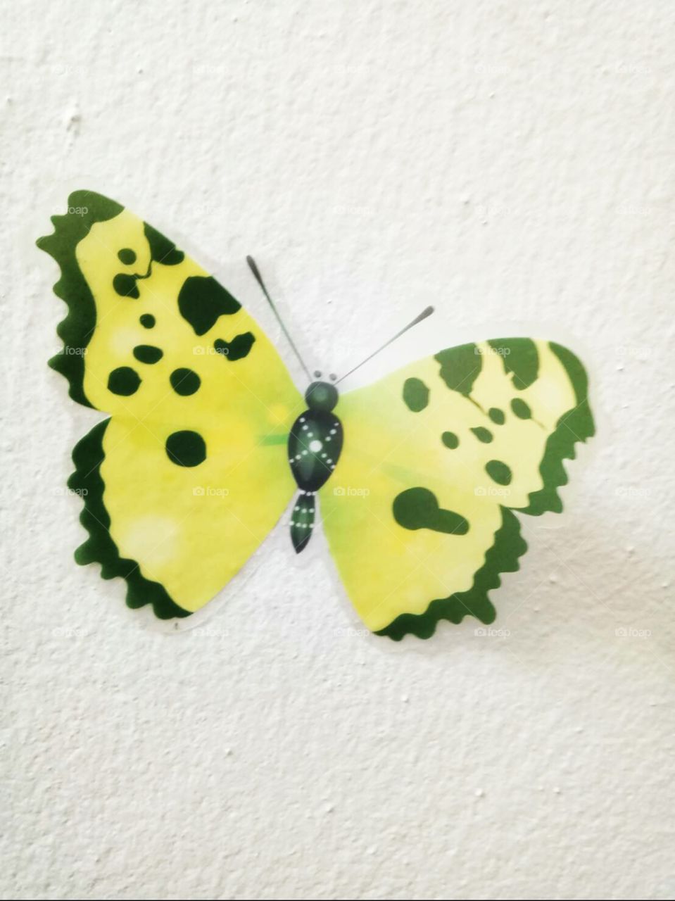 wall
butterfly