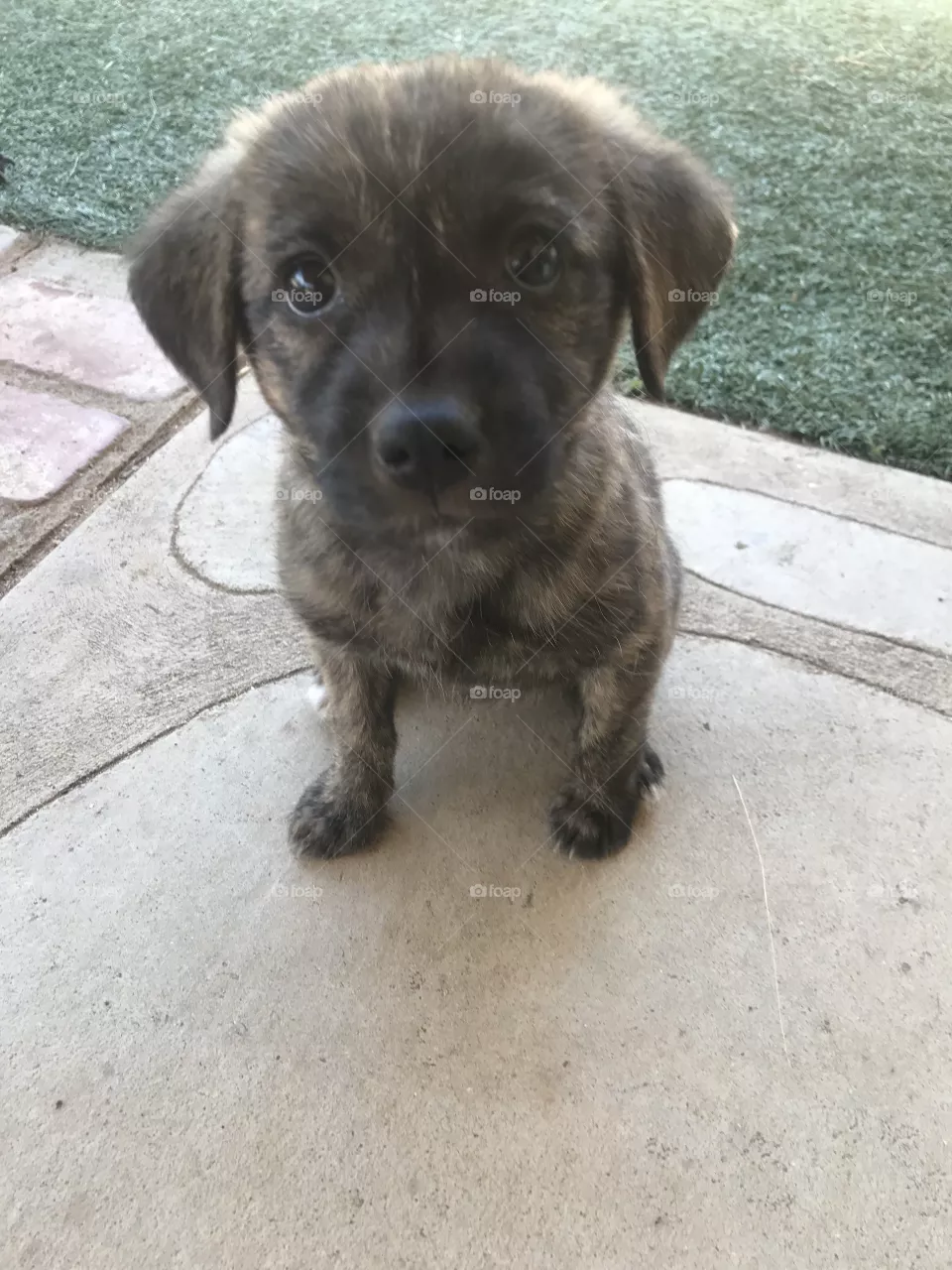 Puppy