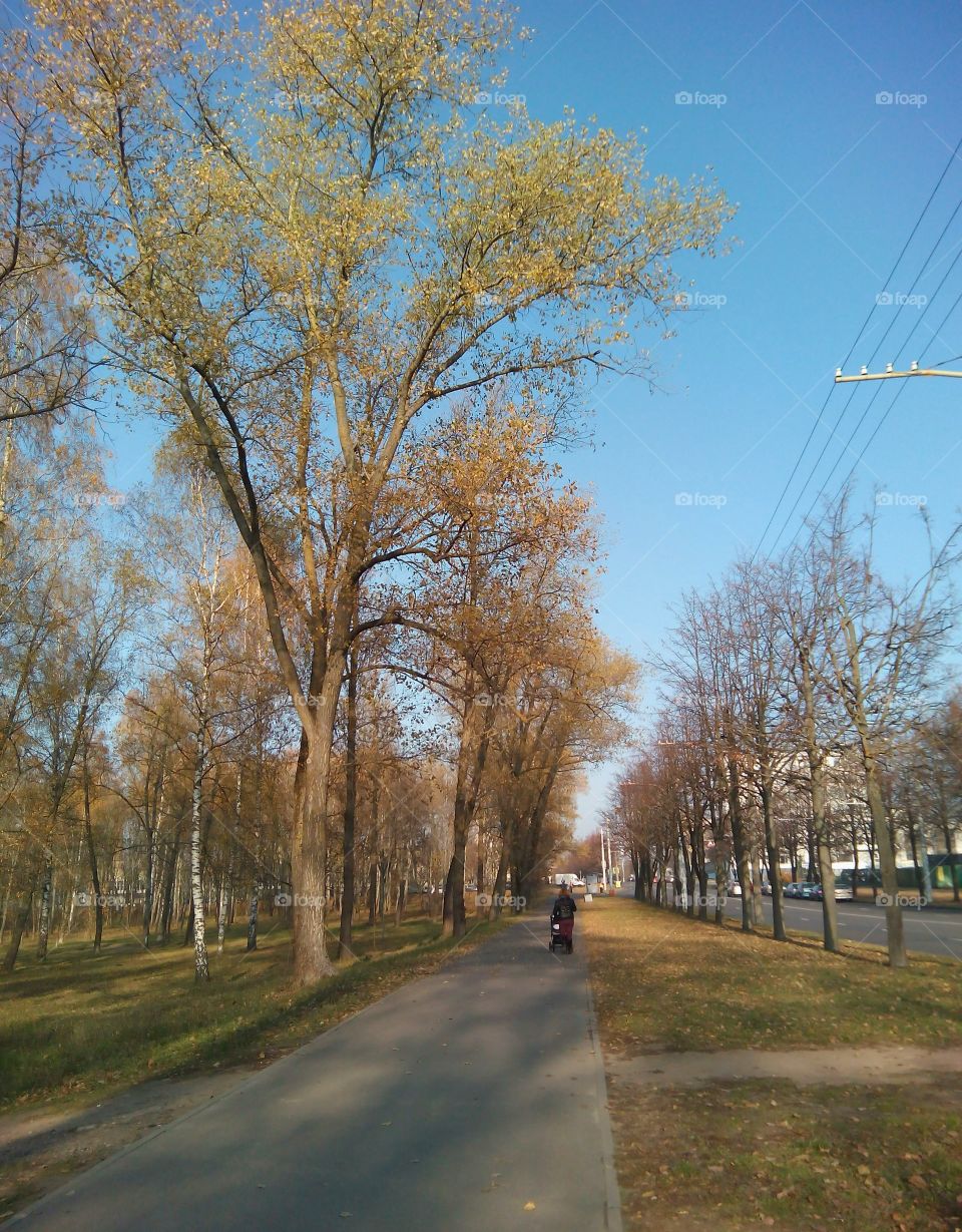 Road, Tree, Landscape, Guidance, Wood