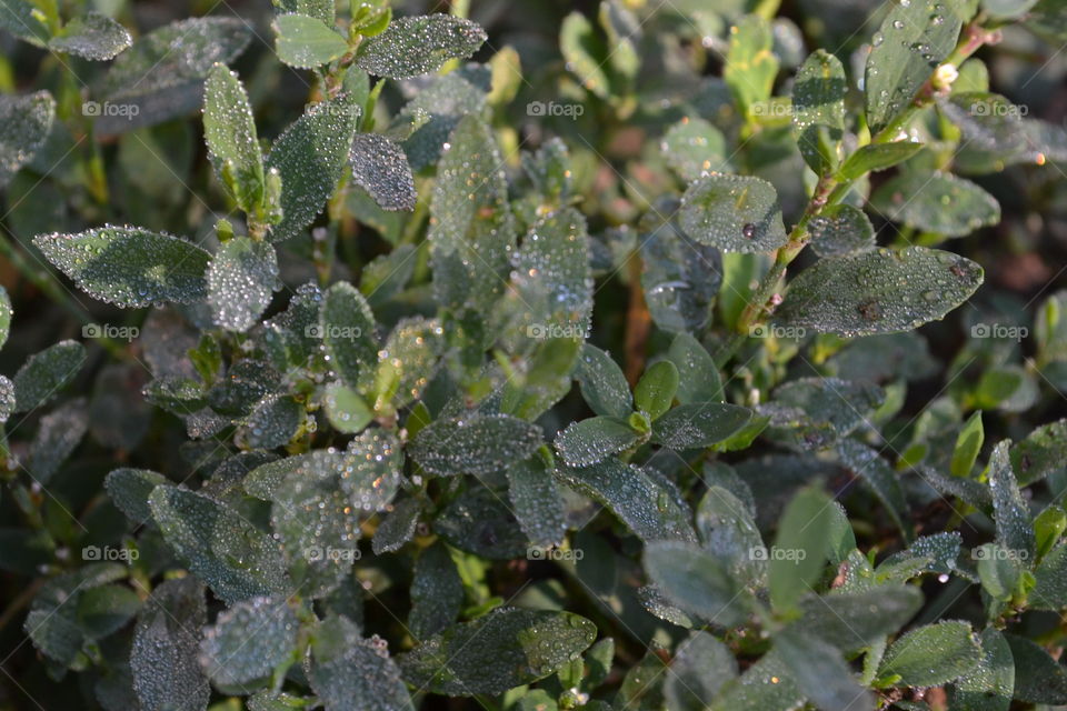 роса на траве