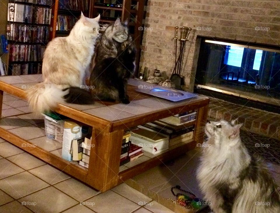 What are you looking at ?