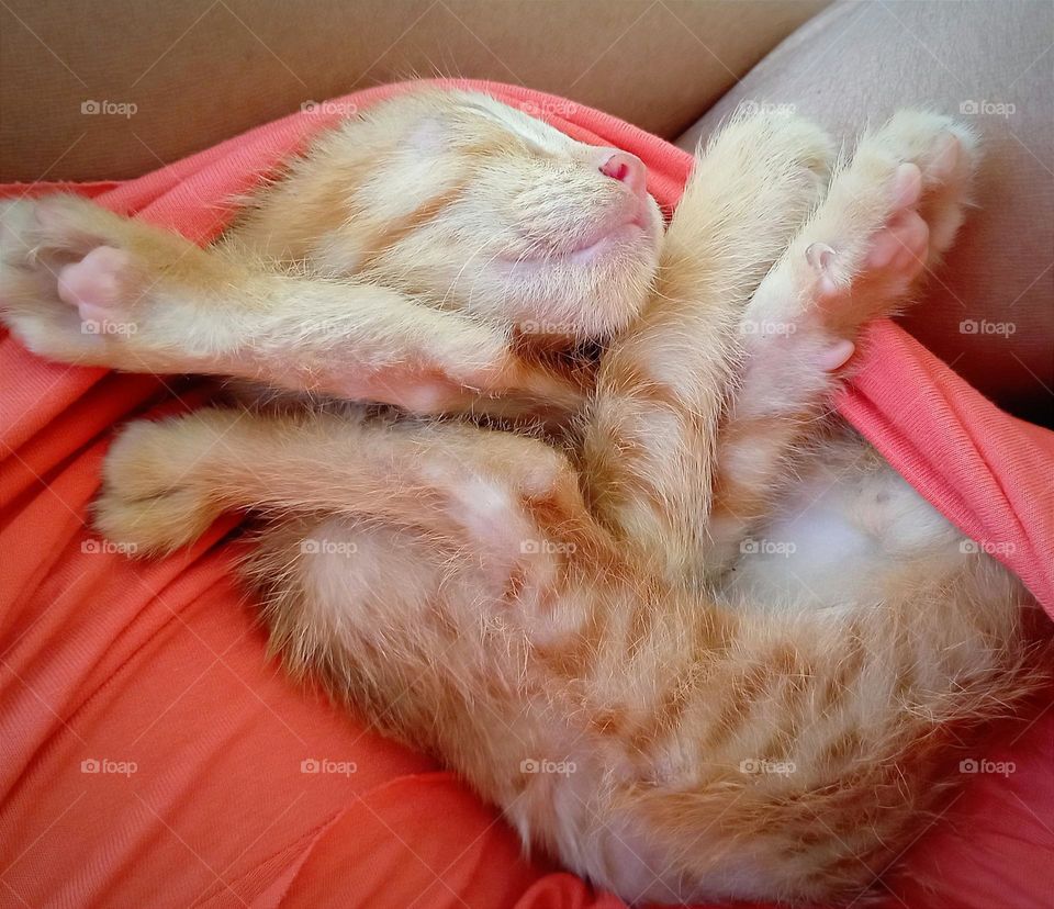 Kitten sleeping on my lap