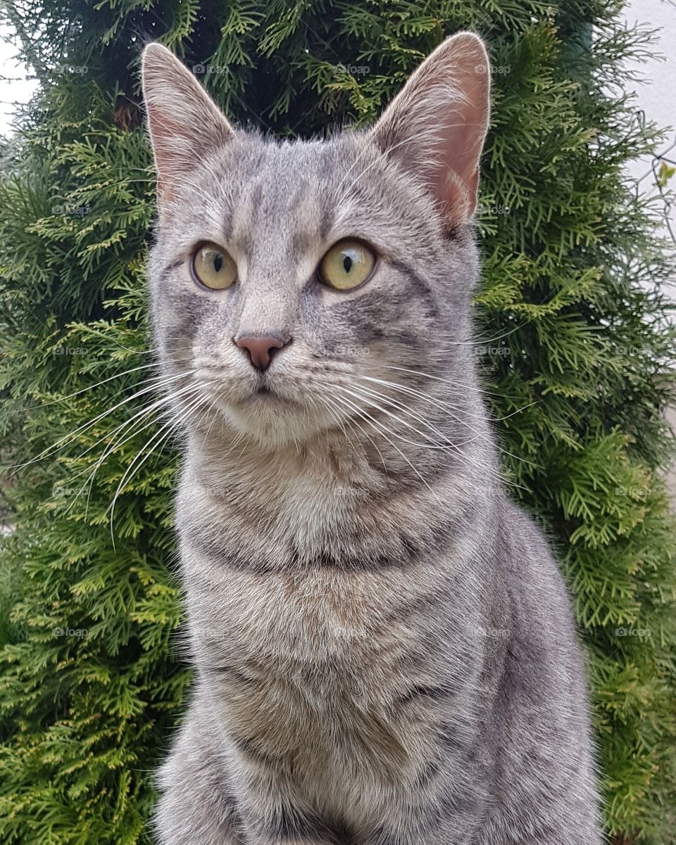 Cat watching birds